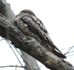 Common Nighthawk resting