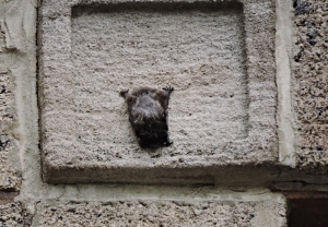 Small Brown Bat